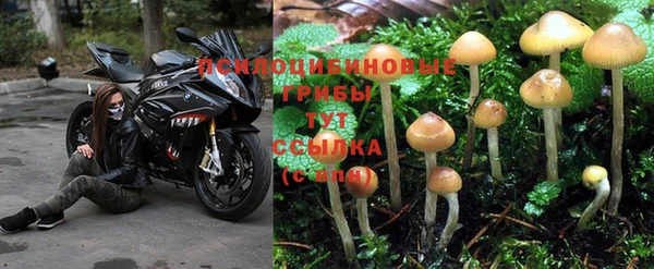 индика Михайловка