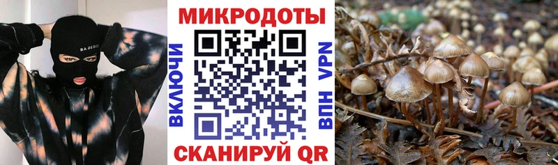 Галлюциногенные грибы Psilocybe дарк нет состав Шиханы купить наркотики цена